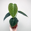 Philodendron Melanochrysum Filodendron P12