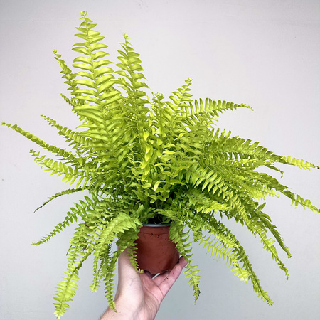 Paproć Nephrolepis Boston Blonde Nefrolepis wyniosły P12