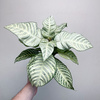 Aphelandra squarrosa White Wash Afelandra P12