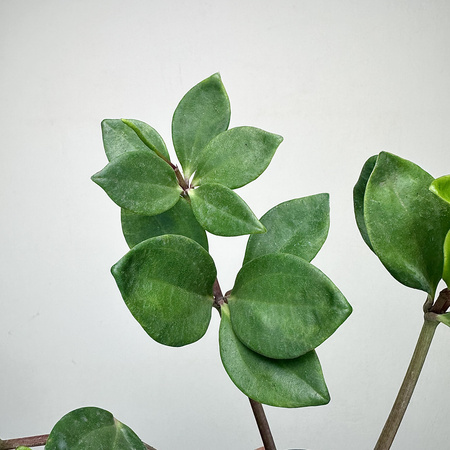 Peperomia Pereskiifolia P9