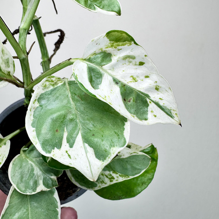 Epipremnum Pearls and Jade | White Panther