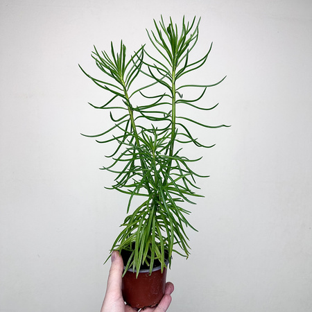 Peperomia ferreyrae Happy Bean P9