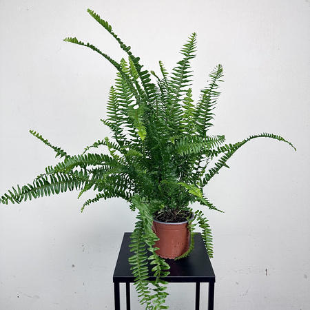 Paproć Cordata Nephrolepis exaltata P13
