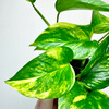 Epipremnum N'Joy Gold P9