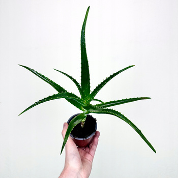 Aloes Drzewiasty leczniczy Aloe P9