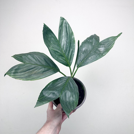 Chamaedorea Metallica Chamedora Palma P17