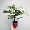 Aphelandra squarrosa White Wash Afelandra P9