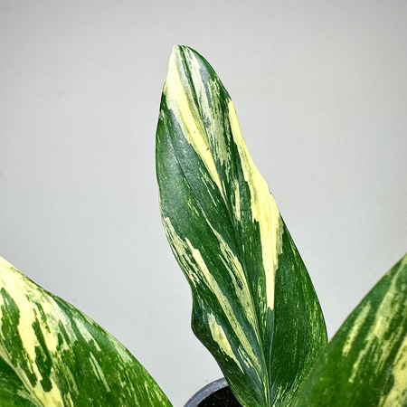 Monstera Standleyana Yellow Variegata P9