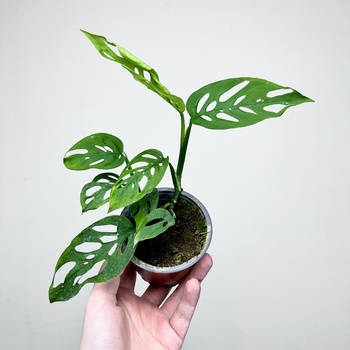 Monstera Laniata P9