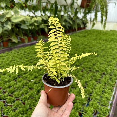 Paproć Nephrolepis Boston Blonde Nefrolepis wyniosły P9