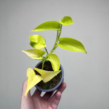 Epipremnum Golden Pothos Neon P9
