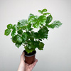 Cissus Rombolistny P9