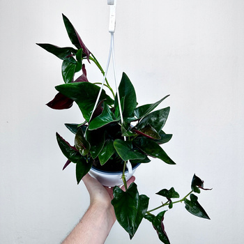 Syngonium Erythrophyllum Red Arrow Zroślicha P17 wisząca