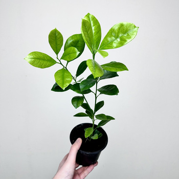 Kalamondyna drzewko cytrusowe