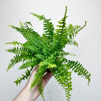 Paproć Boston Blue Bell Nephrolepis Exaltata P9