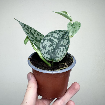 Scindapsus pictus Silver Lady P9