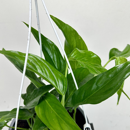 Monstera Obliqua Colombian Form P19 wisząca