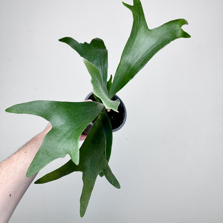 Platycerium Alcicorne Łosie Rogi