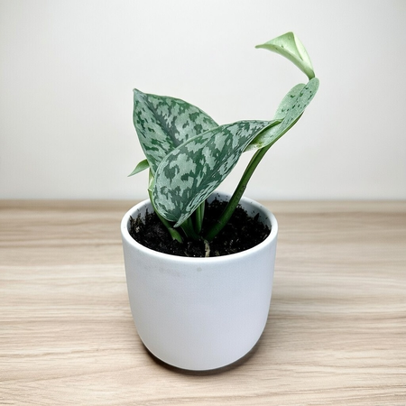 Scindapsus pictus Silver Lady P9