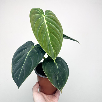 Philodendron Melanochrysum Filodendron P12