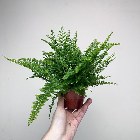 Paproć Fluffy Ruffles Nephrolepis exaltata P9