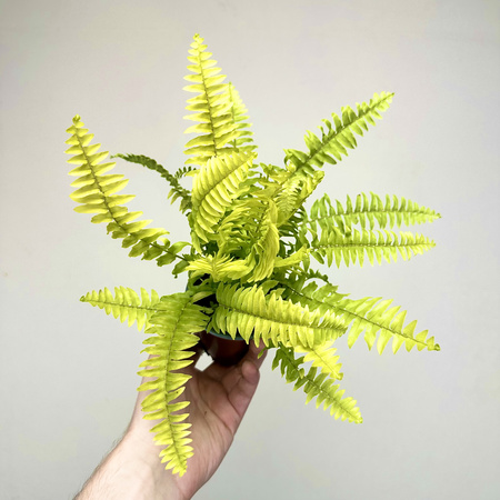 Paproć Nephrolepis Boston Blonde Nefrolepis wyniosły P9