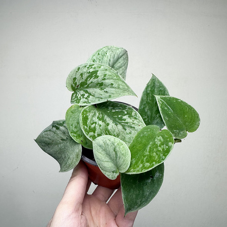 Scindapsus pictus Silver Ann Scindapsus pstry P9