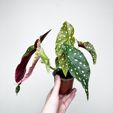 Begonia maculata Wightii Begonia koralowa P9