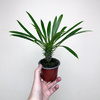 Pachypodium lamerei palma Madagaskaru P9