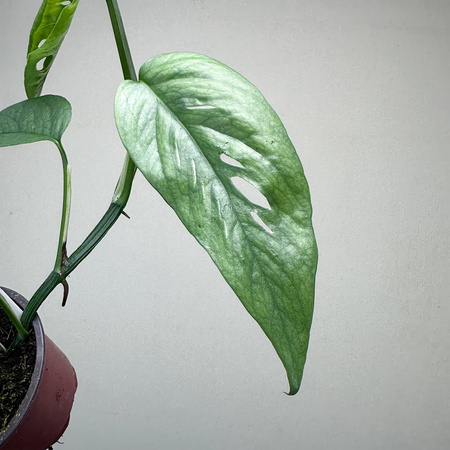 Epipremnum Cebu Blue P9