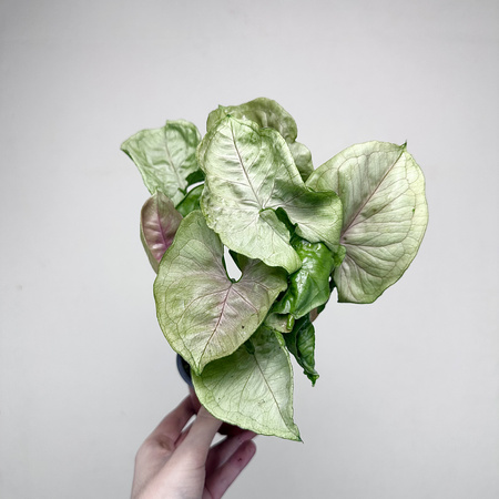 Syngonium Roxana Zroślicha P9