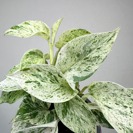 Epipremnum aureum Snow Queen P9