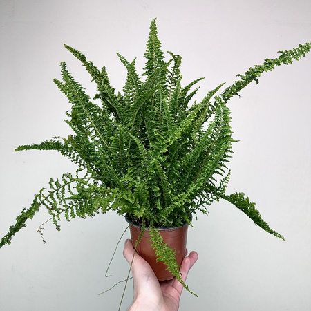 Paproć Fluffy Ruffles Nephrolepis exaltata P12