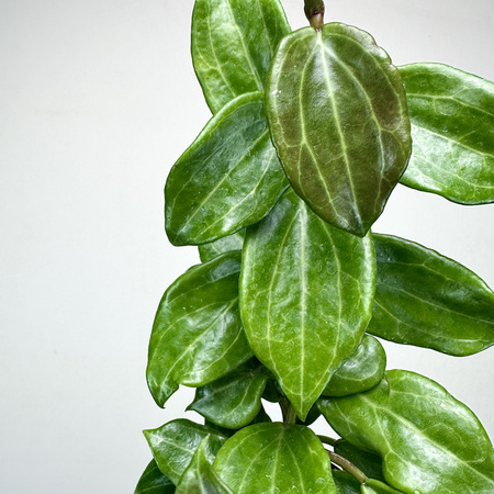 Hoya Merrillii Hoja P11