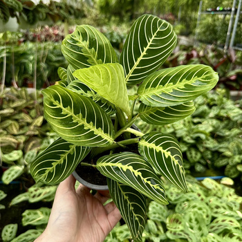 Maranta Lemon Lime P12