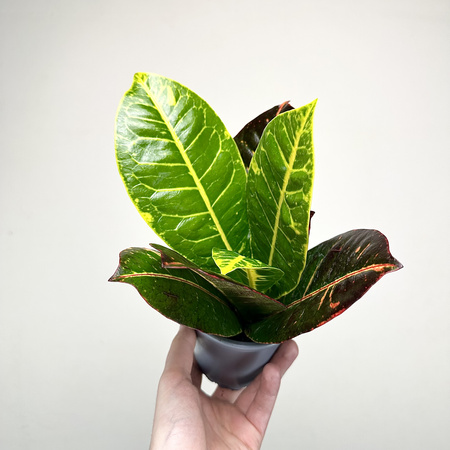 Kroton Petra Codiaeum P11