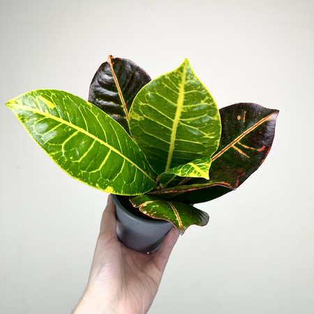 Kroton Petra Codiaeum P11