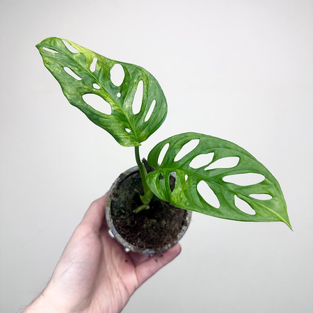 Monstera Adansonii Aurea Variegata P9