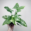 Syngonium Variegata Zroślicha P12