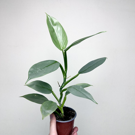 Philodendron Silver Queen Filodendron P9