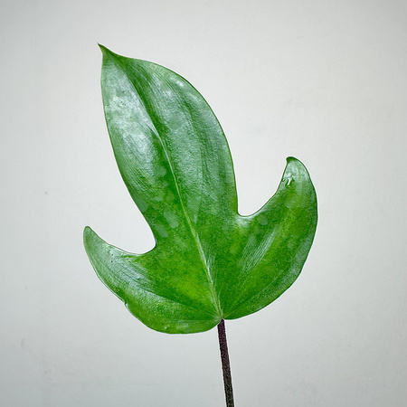 Philodendron Florida Beauty Green Filodendron