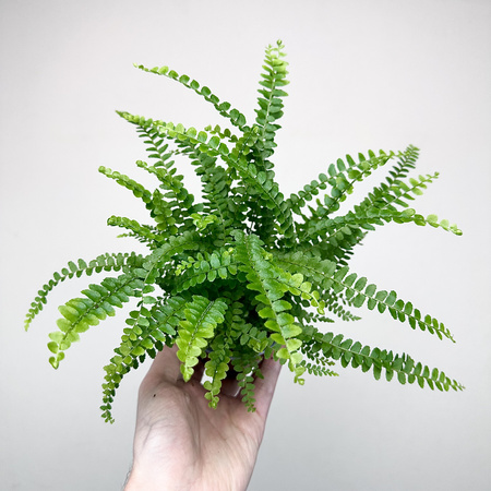 Paproć Duffy Nephrolepis P9