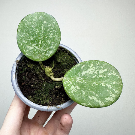 Hoya Obovata Splash Hoja