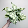 Aphelandra squarrosa White Wash Afelandra P9