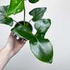 Philodendron Fun Bun Filodendron P11