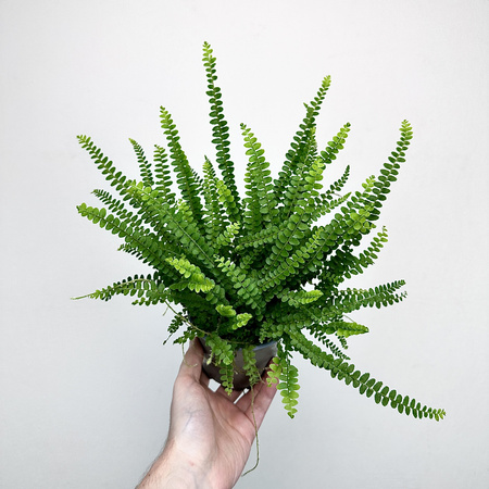 Paproć Duffy Nephrolepis P11
