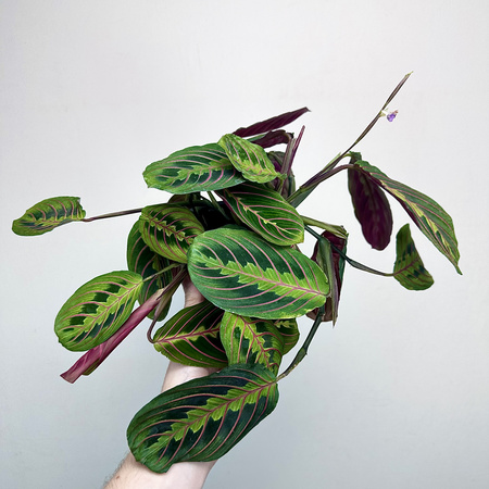 Maranta Leuconeura Fascinator Tricolor P12