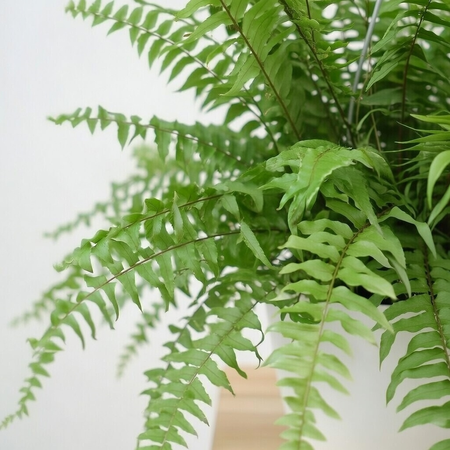 Paproć Macho Nephrolepis P19 wisząca