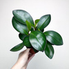 Peperomia clusiifolia Red Margin P9