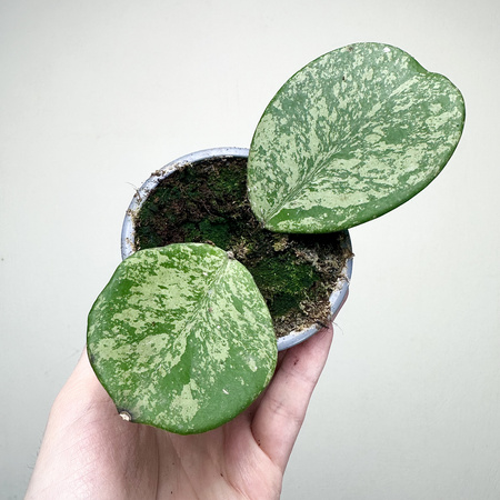 Hoya Obovata Splash Hoja
